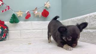 チワワ（ロング）の動画01