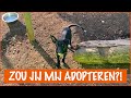 Deel 1: Wij zijn klaar voor adoptie! | DierenpraatTV