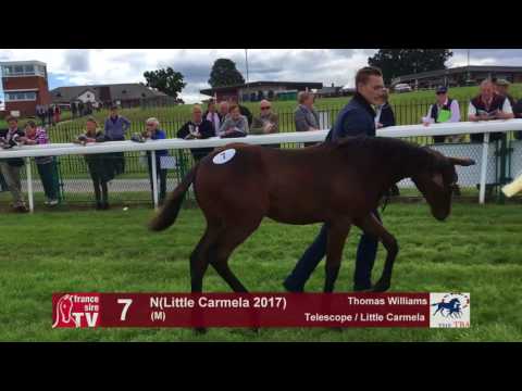 TBA Foal Show 2017 -Lot 7 - M17 - Telescope & Little Carmela