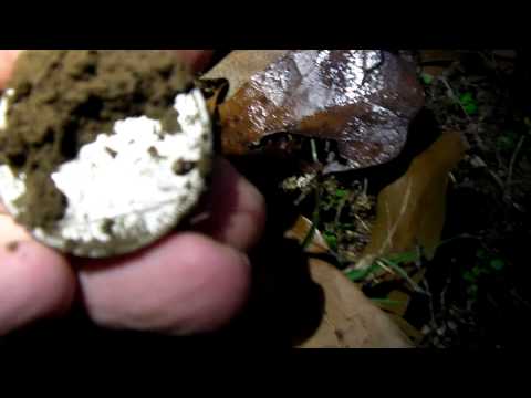 Metal detecting BIG OLD silver live dig!!! 1080p