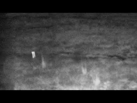 Djuma Private Game Reserve Live Stream: Hyena gets spooked by something?