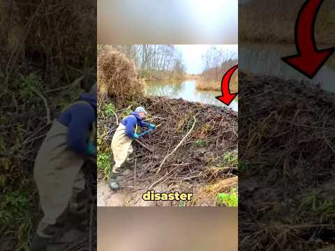 Beaver Dam Removal is Satisfying