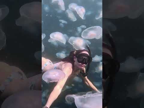 GoPro | Free Diving Through Endless Jellyfish 🎬 Jolene Fargo #Shorts