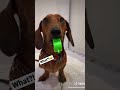 Dog Whistling Dog Whistle Dogsandcats