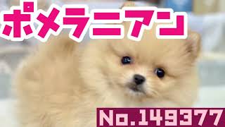 ポメラニアンの動画01