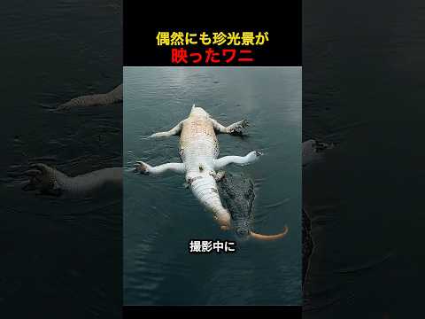 偶然にも珍光景が映ったワニ