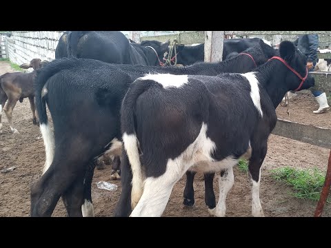 Feira das Bezerras, Novilhas Capoeiras Pe.30/04/26