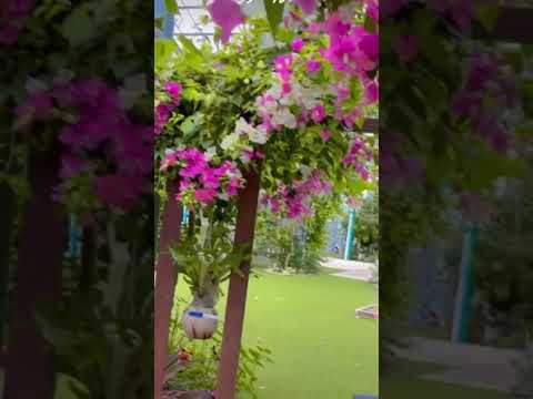 ブーゲンビリアは壁を傷つけますか？他に無害なつる性の植物は何ですか？  庭園