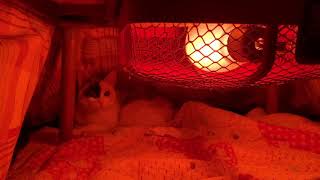 こたつのなかのねことわたし　(japanese cat)