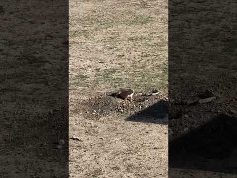 Prairie dogs everywhere.