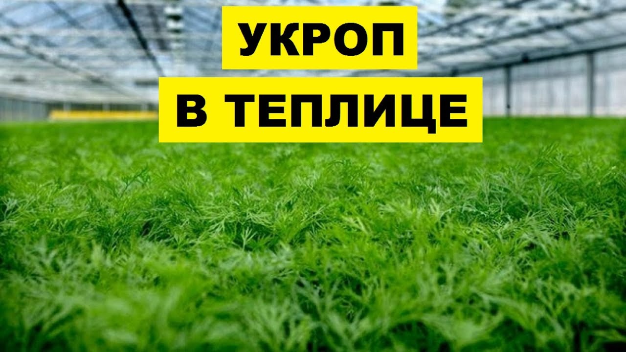 Подбор местоположения и подготовка почвы