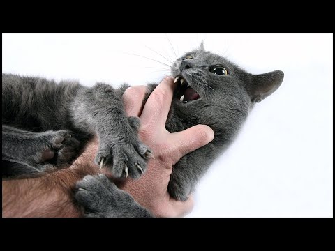 What Does It Mean If Your Cat Bites You?