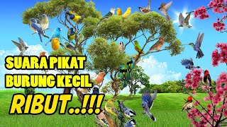 Download lagu MP3 Suara PIKAT AMPUH Burung Kecil RIBUT RAMAI mp3
