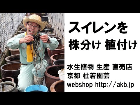 園芸 スイレンチューリップ、カウフマンチューリップ