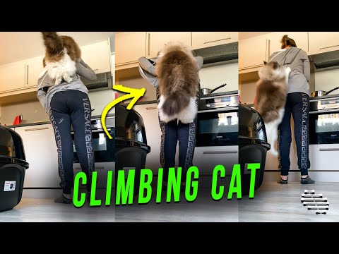 Cat Suddenly Decides to Climb Mom as She Prepares Something in the Kitchen