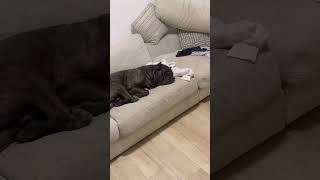 Download lagu BRO LIVES A GOOD LIFE… 🥹😎 #canecorso #trending #funnydogs #shorts mp3
