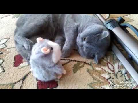ХОМЯК ПОВТОРЮШКА И КОТ/ХОМЯК С АЛИЭКСПРЭСС