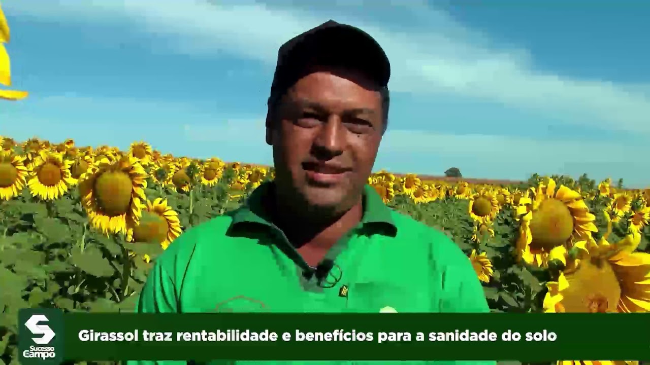 Girassol traz rentabilidade e benefícios para a sanidade do solo
