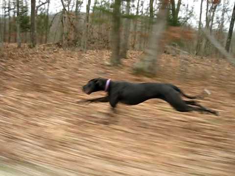 YouTube video about: How fast do great danes run?