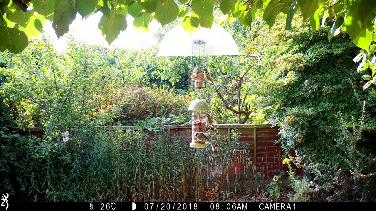 Woodpecker, Blue Tits and Great Tits on Birdfeeder ST5 8ED IMG 0145