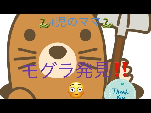 モグラに対する植物: 緑地からモグラを遠ざけるためのトップ 3!  庭園