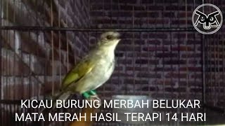 Download lagu Kicau burung Merbah belukar Mata Merah Hasil terapi kerodong 14 hari mp3 Download lagu Kicau burung Merbah belukar Mata Merah Hasil terapi kerodong 14 hari mp3