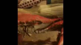 preview picture of video 'Delmar eastern shore crab drugs'