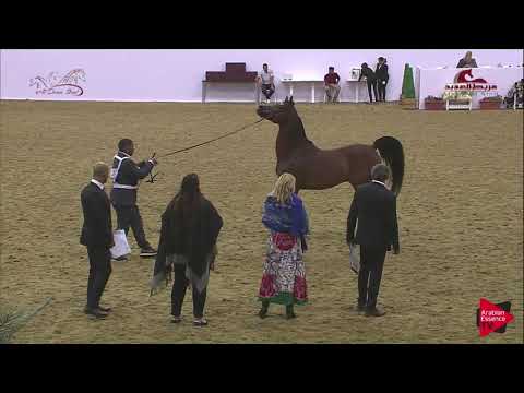 N169 AL MUGALI AL NAIF - 2019 Al Shaqab Arabian Horse Show Festival - 4-6 years old stallions (c...