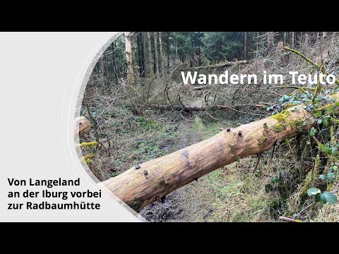 Waldautobahn auf dem Eggeweg E1