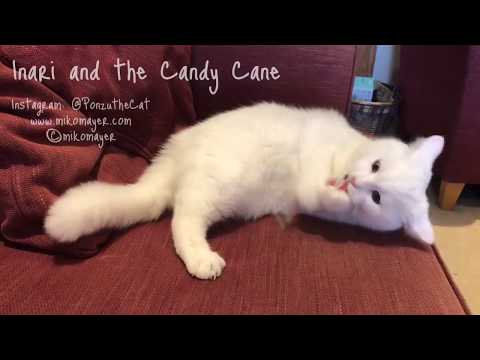 Inari the Cat Tastes a Candy Cane