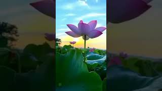 Lotus National Flowers ♥️ Beutiful Lotus Natur