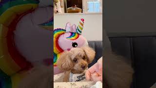 #トイプードル #シニア犬との暮らし #誕生日
