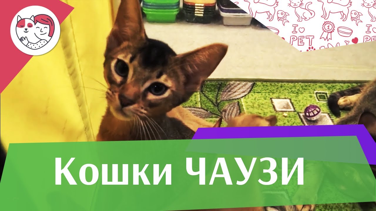 Чаузи Кошка Фото Описание Чаузи Кошка Фото Описание