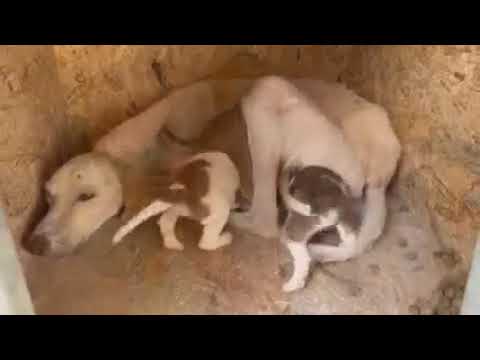 The Crete earthquake