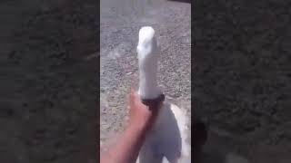 Jalando El Ganzo 100 % Real Prros :v