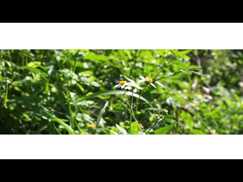 【MV】Flaws / fair dawn ft.xia (Arrangement by Codly ft.quu)