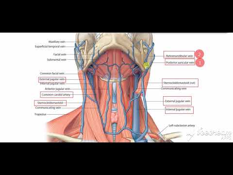 External jugular vein 3