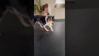 Video preview image #1 Mutt Puppy For Sale in Highland, IL, USA