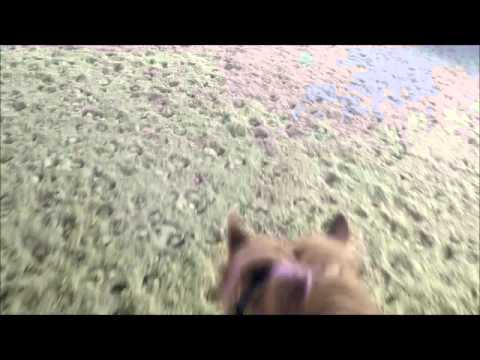 Parcourspringen bei Hartwig Bulle 20.03.16