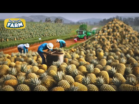 How MILLIONS of Pineapples are Harvested and Processed | Pineapple Farming and Production Line