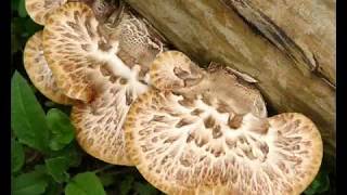 SHOT IN THE PARK (KING CRIMSON-SONG OF THE GULLS)