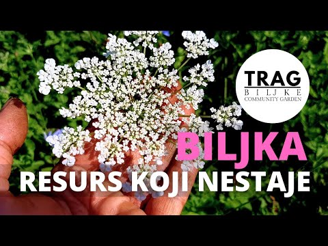 PLANT - A DISAPPEARING RESOURCE - MEMBERS OF THE FIRST ONLINE COMMUNITY TALK [TRACE OF THE PLANT]