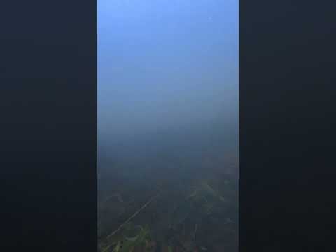 পানির নীচে কত সুন্দর। Beautiful underwater.#CapCut # sab#munira #canada#canada_life#britishcolombia