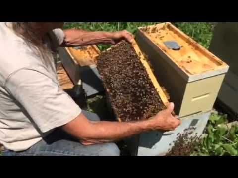 Michael Palmer adds comb and foundation to nucs