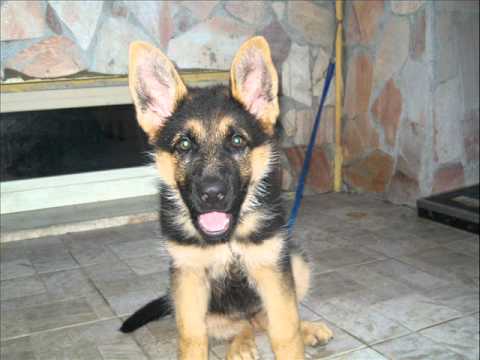Laida...cucciolo pastore tedesco!!!!!