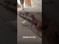 Dog Vs Murga Fight Dog Murga Fight