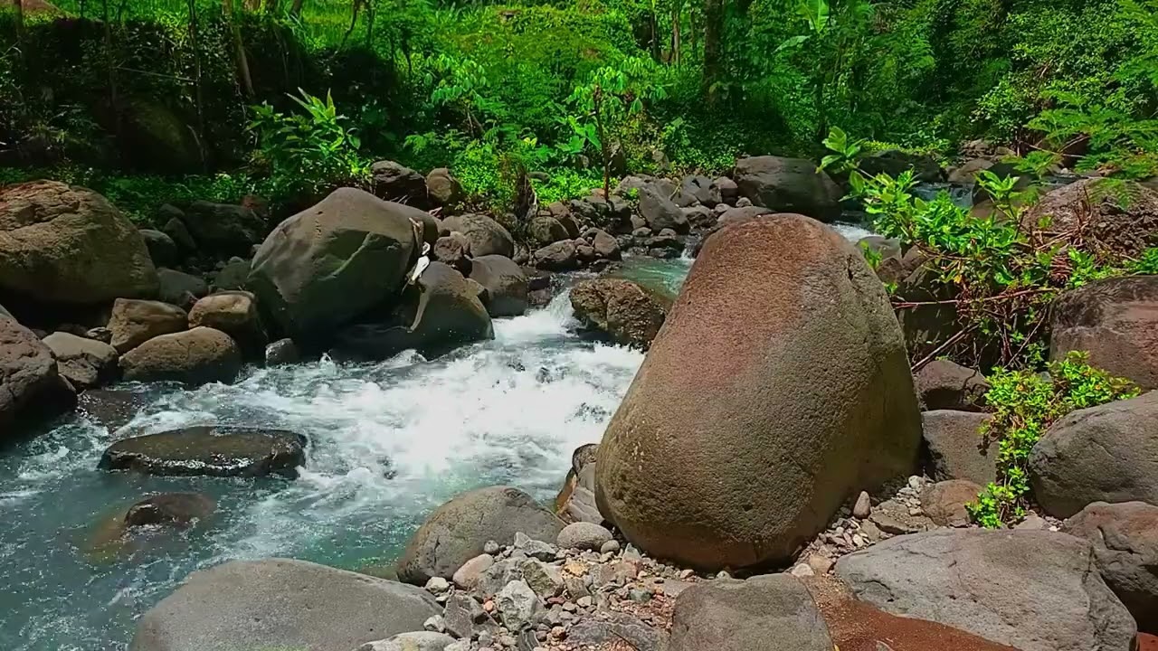 River Meditation Natural Ambience Deep peaceful Forest for Forest Bathing & deep Sleep .