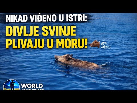 Nikad viđeno u Istri: Divlje svinje plivaju u moru 🐗🌊
