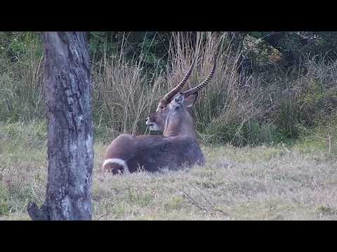 Djuma: Waterbuck male resting at shallow end of the dam - 16:08 - 08/04/2023