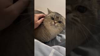 She Has The Girliest Meow 😂